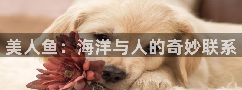 喵趣漫画新版本：美人鱼：海洋与人的奇妙联系
